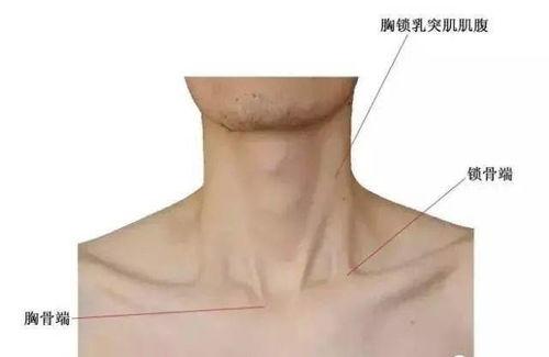 脖子的结构图片大全,揭秘人体颈部结构奥秘