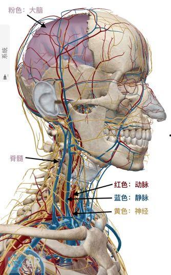 脖子的结构图片大全,揭秘人体颈部结构奥秘