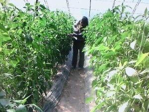 辣椒种植技术视频,从播种到收获的全程指导