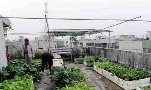 蒜苗种植视频,从播种到收获的实用技巧