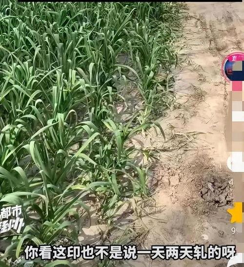 蒜苗种植视频,从播种到收获的实用技巧
