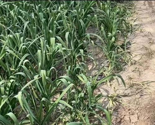 蒜苗种植视频,从播种到收获的实用技巧