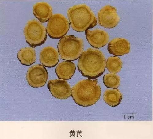 药材图片大全,千姿百态的天然宝库