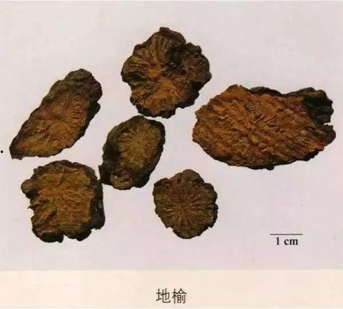 药材图片大全,千姿百态的天然宝库