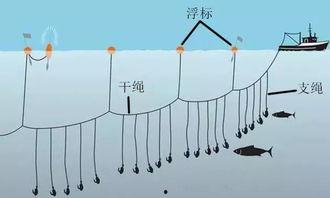 延绳钓视频,视频解析海洋捕捞新视角