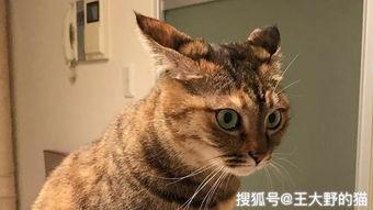 猫耳朵视频,萌宠日常，温馨瞬间大盘点