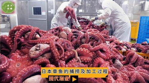 章鱼视频大全,章鱼视频大全精彩瞬间集锦