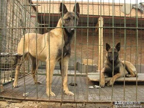 马犬比赛视频,速度与智慧的完美对决