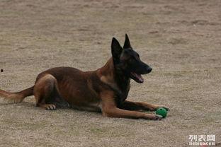 马犬比赛视频,速度与智慧的完美对决