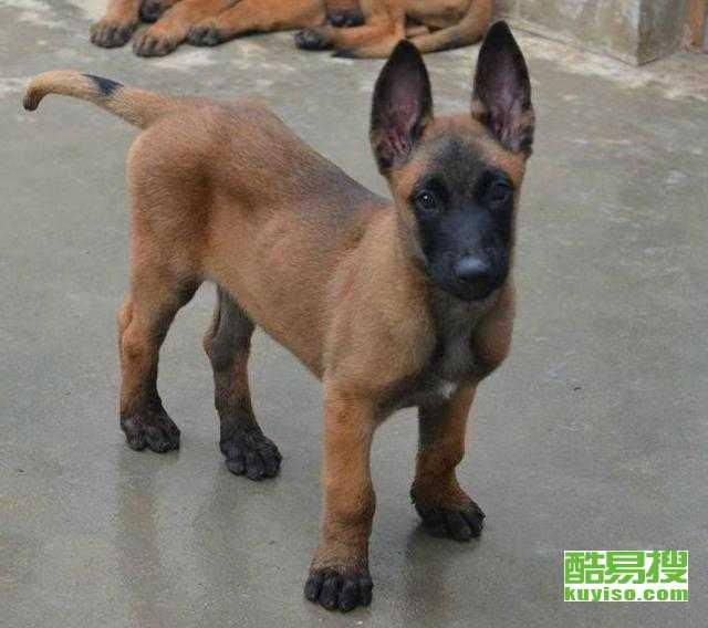 马犬比赛视频,速度与智慧的完美对决