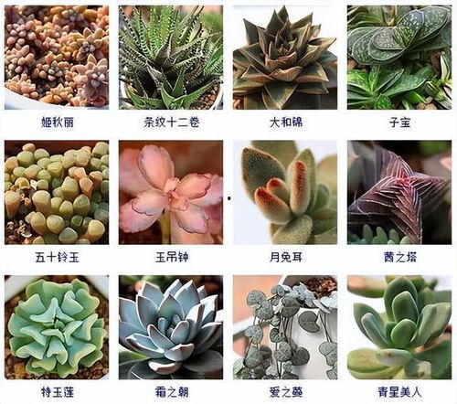 多肉植物图片大全,图鉴赏析尽收眼底