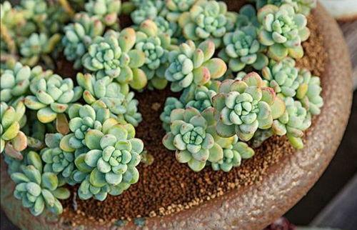多肉植物图片大全,图鉴赏析尽收眼底