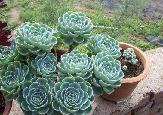 多肉植物图片大全,图鉴赏析尽收眼底