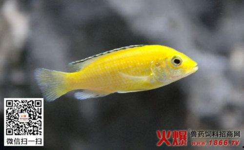 非洲鱼图片大全,鱼儿共舞的生态画卷