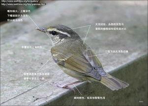 鸟图片大全带鸟名称,鸟图片大全中的百鸟名称赏析