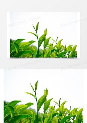 绿茶图片大全大图,品鉴图鉴中的清新画卷