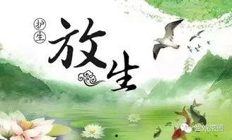 放生的感应的真实视频,真实视频见证生命回归自然之美