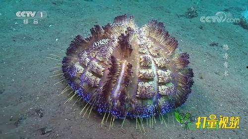 海胆视频,海胆的神秘世界