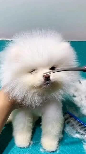 小狗理发视频,小狗剪毛全过程揭秘