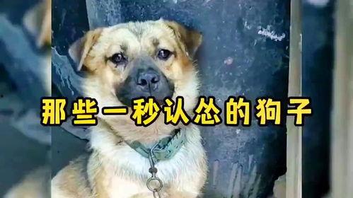 狗狗笑的视频,萌宠笑颜绽放，温馨瞬间感动人心