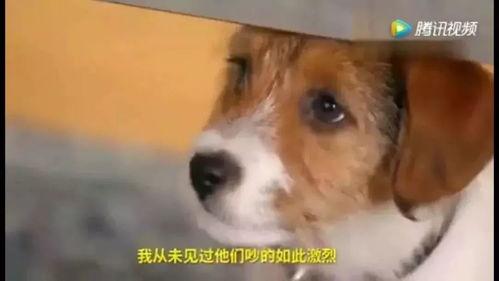 狗狗笑的视频,萌宠笑颜绽放，温馨瞬间感动人心