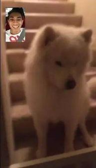 狗狗笑的视频,萌宠笑颜绽放，温馨瞬间感动人心