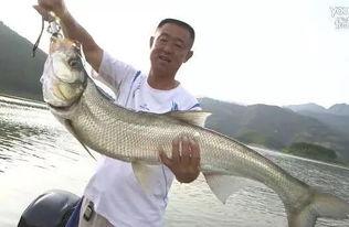 手竿钓翘嘴视频,实战技巧与精彩瞬间回顾