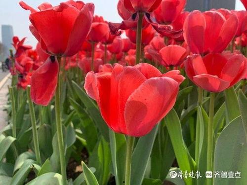 郁金香视频,探寻花海中的美丽传说
