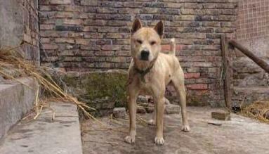 广西土猎犬图片大全,原生犬种的风采与传承