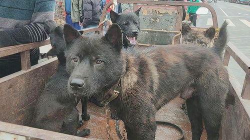 广西土猎犬图片大全,原生犬种的风采与传承
