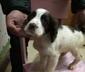 史宾格犬图片大全,图片大全中的忠诚伙伴