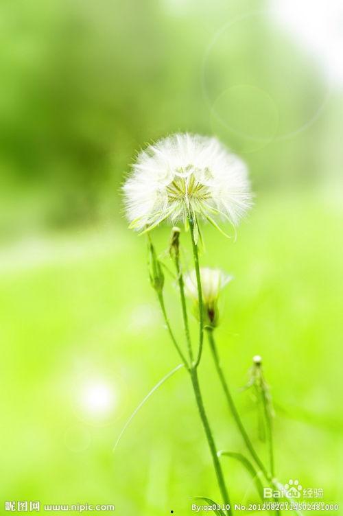 蒲公英照片大全图片,自然界的色彩盛宴