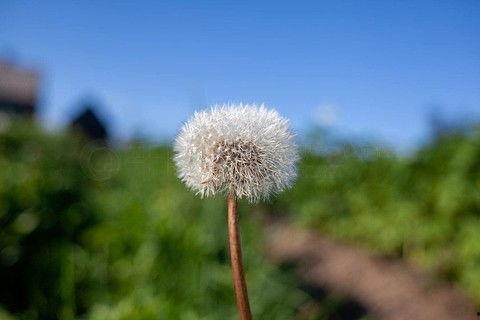 蒲公英照片大全图片,自然界的色彩盛宴