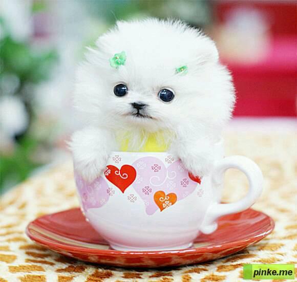 茶杯犬视频,迷你犬界的可爱担当