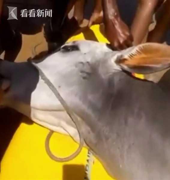 屠宰牛视频,揭秘屠宰过程与动物福利