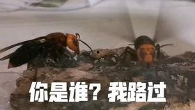 锹甲vs独角仙视频,一场力量与智慧的较量