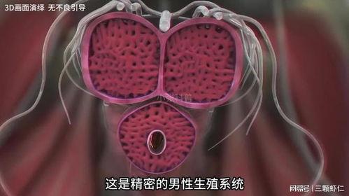 男性生殖视频,视频解析生殖系统结构与功能