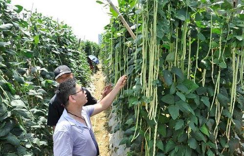 豆角种植视频