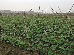 豆角种植视频
