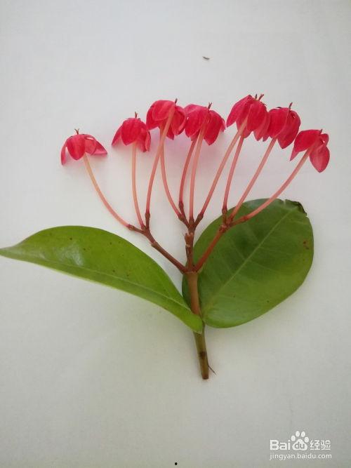 植物标本制作视频,从采集到保存的完整教程