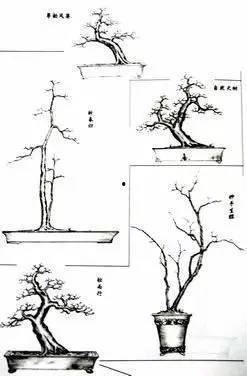 树桩盆景图片大全,树桩盆景艺术之美