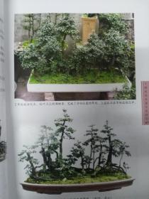 树桩盆景图片大全,树桩盆景艺术之美