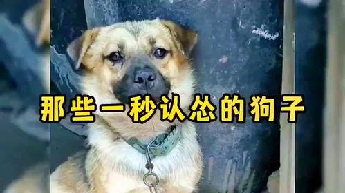 小狗搞笑视频大全,小狗搞笑视频大盘点