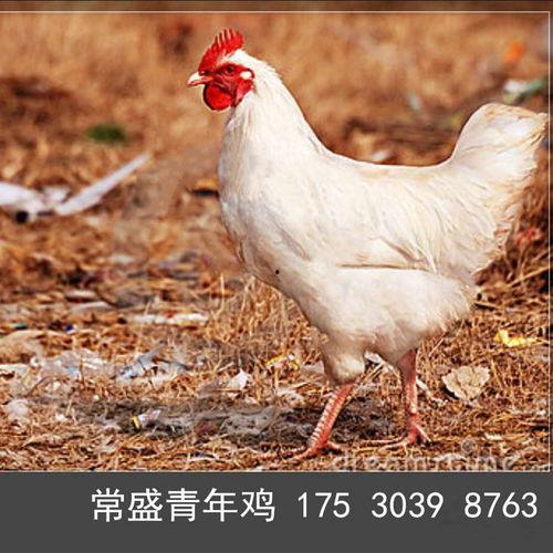 蛋鸡图片大全