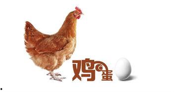 蛋鸡图片大全