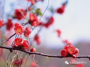 春暖花开 视频,探寻自然之美与生命活力的视觉盛宴