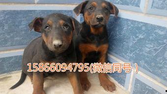 莱州红犬视频