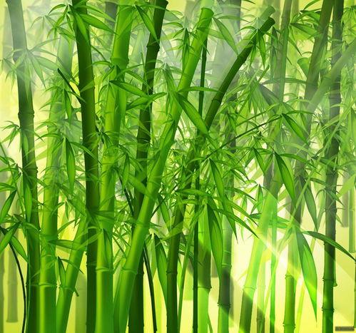 竹子头像图片大全,竹子头像图片大全赏析