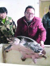 甲鱼咬人视频,甲鱼咬人事件全程回顾