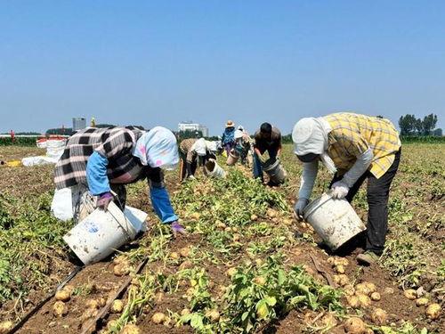 土豆种植视频,从播种到收获的实用指南